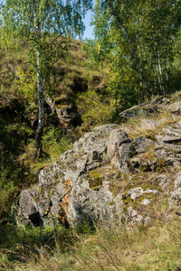森林 美女 公园 岩石 桦木 环境 落下 颜色 俄罗斯 多种