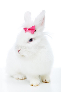可爱的白兔和粉红色的蝴蝶结