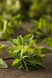 小枝 自然 意大利语 调料品 牛至 风味 美食家 草本植物