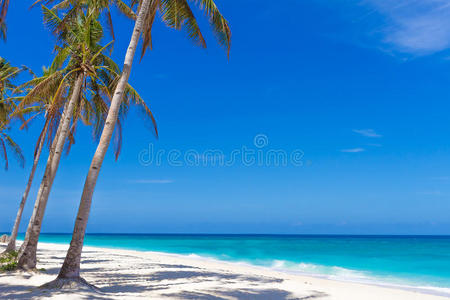 热带海滩和海洋背景上的棕榈树