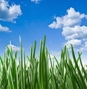 绿色的草抵在天空上