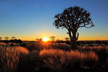 生态学 风景 太阳 植物 植物区系 发光 早晨 公司 沙漠