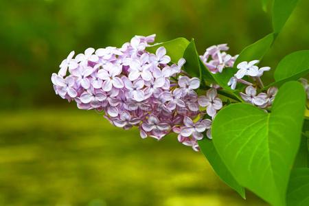 丁香花背景