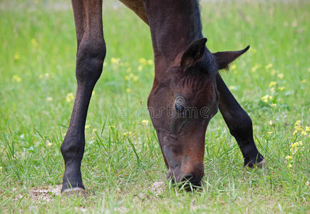 小马 自然 牧场 关节 自由 海湾 春天 草坪 可爱的 耳朵