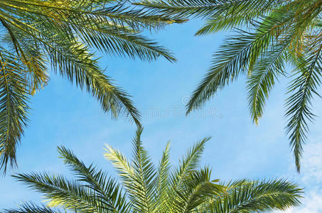 背景与棕榈树