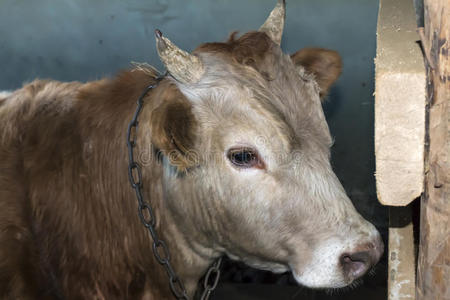 奶油 喇叭 农业 牲畜 眼睛 动物 居住 哺乳动物 牛肉