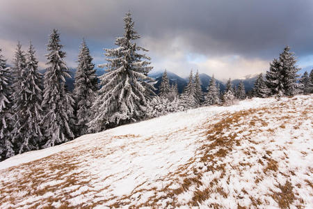 美丽的冬季景观，白雪覆盖的树木