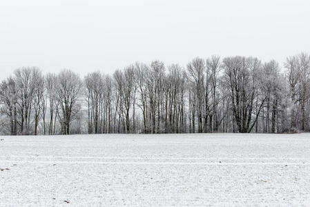 美女 领域 国家 暴风雪 松木 寒冷的 自然 场景 俄罗斯