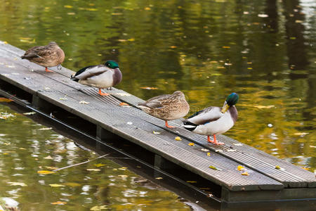 四只鸭子在城市池塘的码头上照片