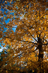 秋天 季节 分支 太阳 枫树 风景 颜色 波基 橡树 美丽的