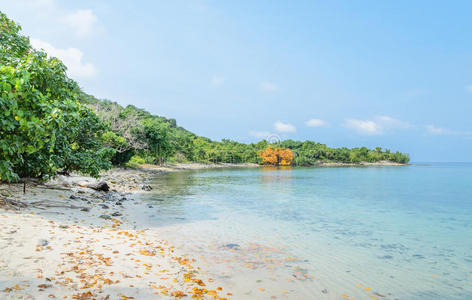 海滩 执行委员会 旅行 珊瑚 岩石 植物 风景 泰国 海岸