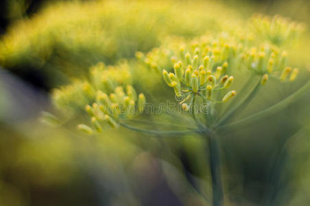 茴香开花