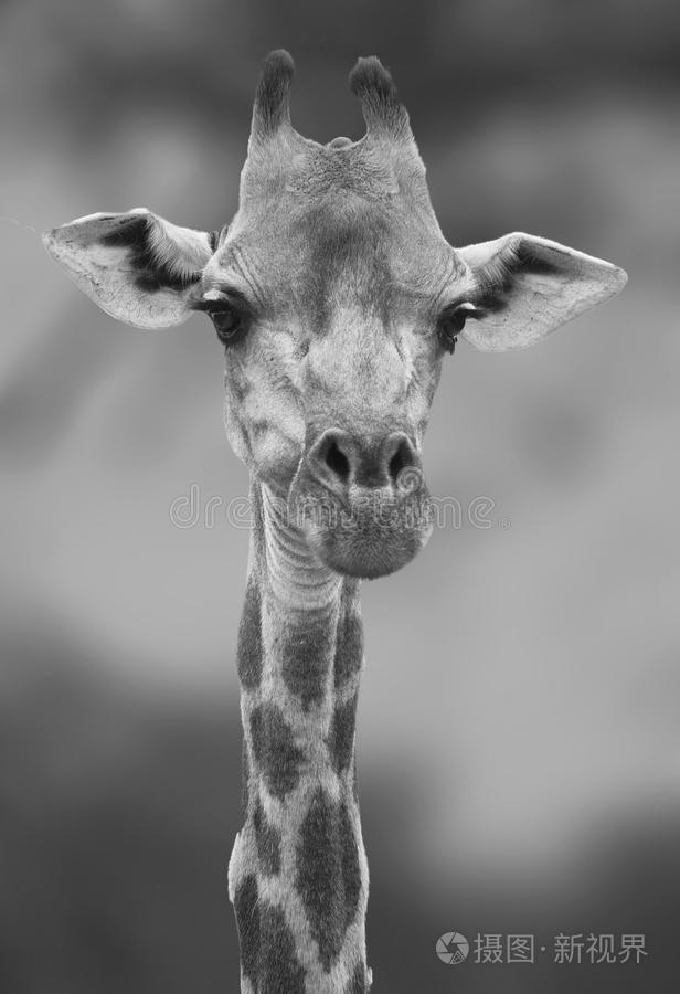 黑白长颈鹿有大耳朵