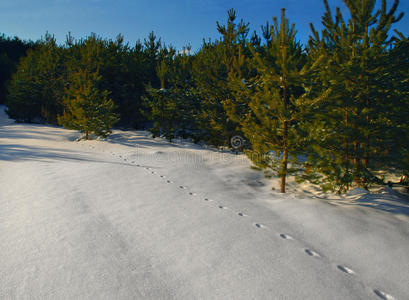 狐狸在雪地上行走