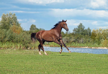 草地上的棕色图片