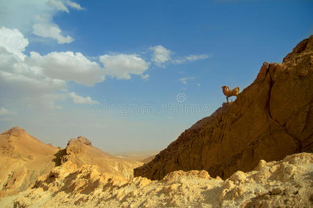 自然 旅游业 荒凉 风景 山谷 岩石 山羊 地平线 非洲