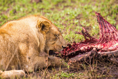 狮子吃牛羚图片