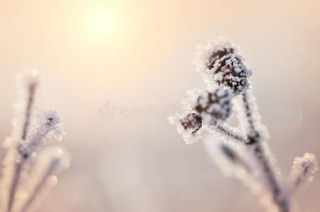白霜 自然 新的 雾凇 假日 分支 日落 寒冷的 美女 雪花