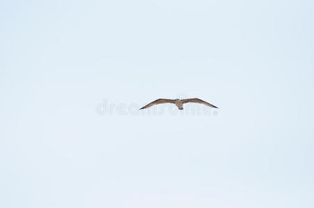 天空中飞翔的海鸥