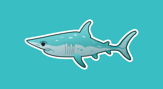 有趣的马科鲨照片