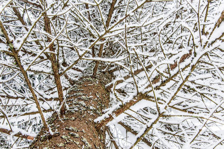 二月 圣诞节 自然 树干 森林 冷杉 一月 寒冷的 十二月