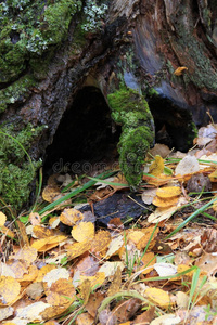 森林 冷杉 咳嗽 达尔 秋天 小山 巴什科尔托斯坦共和国