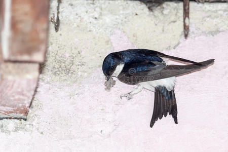 材料 燕科 鸟巢 自然 栖息地 野生动物 殖民地 雀形目