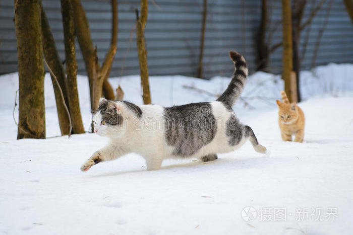 猫和小猫在雪地里奔跑照片-正版商用图片1nz4hf-摄图新视界