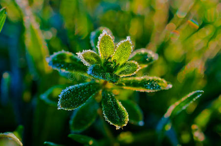 寒冷 寒冷的 草本植物 白霜 季节 特写镜头 春天 植物