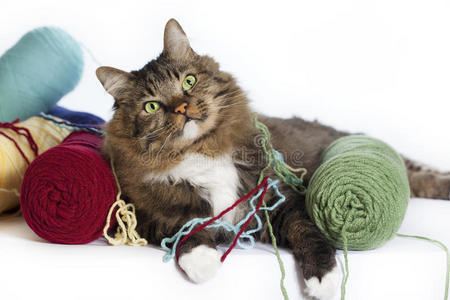 毛线猫可爱的毛线黄猫可爱的灰色短毛小猫躺着玩白色背景上孤立的纱线
