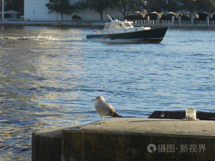 海鸥共同的名字 海绿有翅膀的海鸥科学名称 海绿和船照片 正版商用图片1nz5xp 摄图新视界