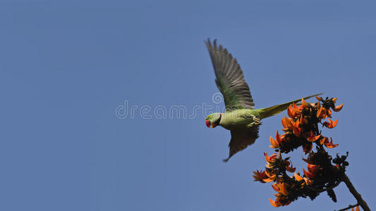 亚历山德林鹦鹉在巴迪亚国家公园，尼泊尔