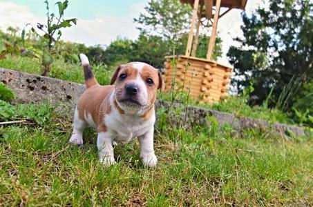 可爱极了 食肉动物 哺乳动物 特写镜头 有趣的 幼犬 繁殖