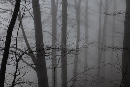 自然 阴影 秋天 幻想 落下 国家 早晨 场景 森林 神秘