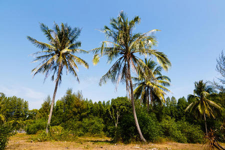 求助 美丽的 场景 风景 森林 夏天 棕榈 天堂 树叶 自然