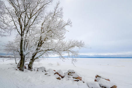 冷冰冰的 美丽的 领域 海岸 地平线 海湾 风景 圣诞节