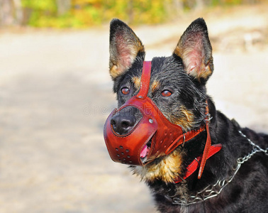 牧羊犬