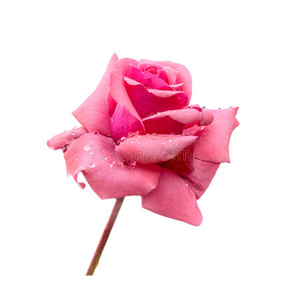 美丽的粉红色玫瑰与露水是孤立的白色背景，CL