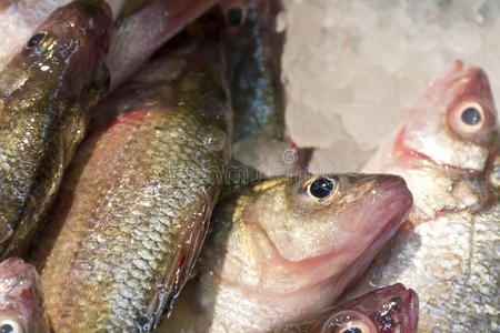 海鲜 气味 寒冷的 冰箱 规模 超市 鲈鱼 拉普 盐水 鲷鱼