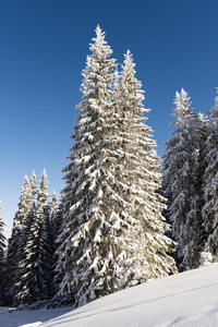 冬季的景观，有白雪覆盖的树木