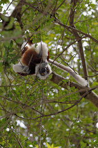 马达加斯加狐猴