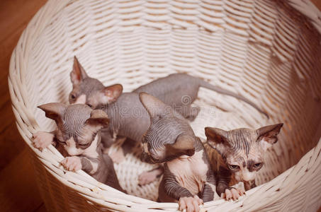 把Sphynx小猫关在一个木制的篮子里