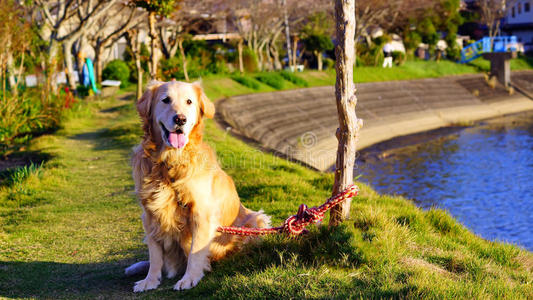 金色的猎犬躺在花园里