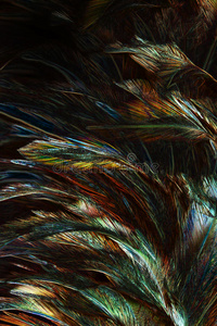 抽象背景，羽毛的五颜六色和黑影
