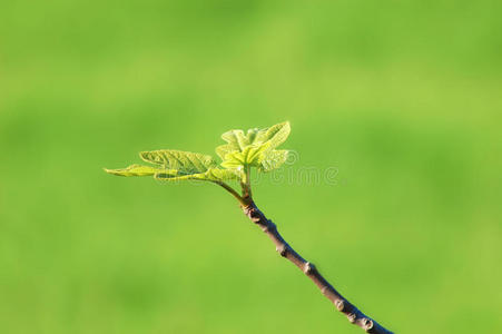 植物区系 无花果 森林 花园 树叶 植物学 灌木 郁郁葱葱