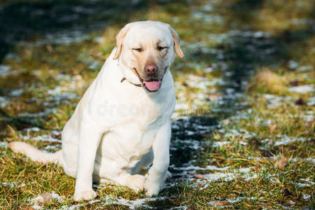 美丽的白色拉布拉多犬户外肖像