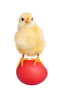 带着红色复活节彩蛋的小鸡照片