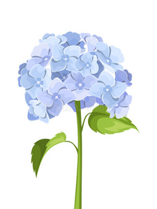 蓝色绣球花。 矢量插图。