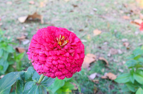 自然 植物 美女 黛西 公园 花园 特写镜头 花的 开花