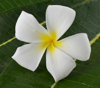 花瓣 花园 开花 特写镜头 巴厘岛 美丽的 香水 植物 浪漫的